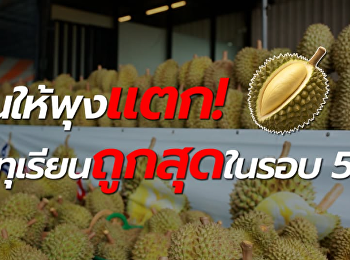 ทุเรียนถูกสุดรอบ 5 ปี
กินให้พุงแตก..สาเหตุเพราะ…