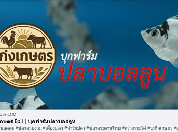 รายการ เก่งเกษตร EP.1
จะพาไปบุกฟาร์มปลาบอลลูน
