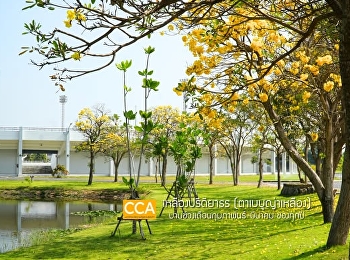 เริ่มบานแล้ว!!ตาเบบูญ่า หรือ
เหลืองปรีดียาธร